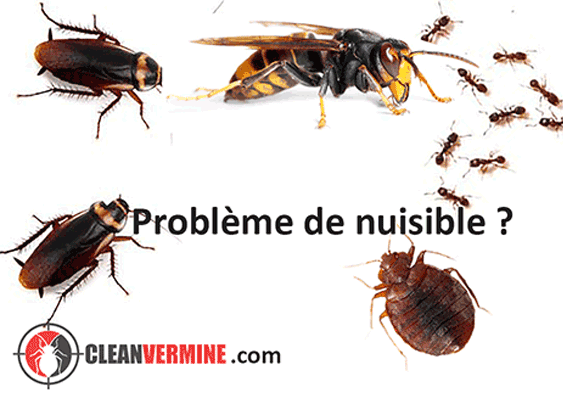 aidepourtout-animaux-plantes-pet-sitting-plant-sitting-mutiservice