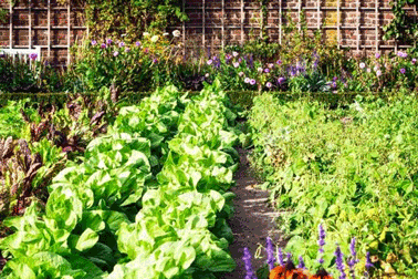 aidepourtout-tonte-entretien-verger-potager-jardin-exterieur-mutiservice