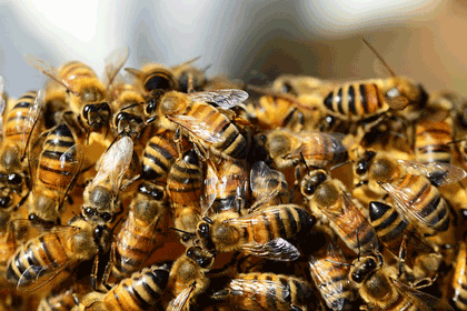 cleanvermine-lutte-anti-nuisibles-abeilles