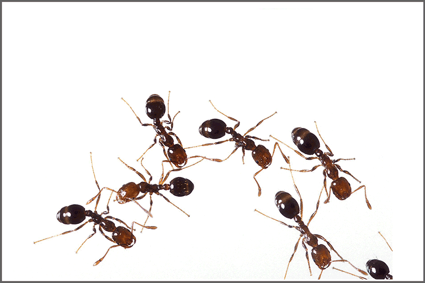 cleanvermine-lutte-anti-nuisibles-fourmis