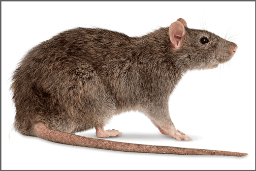 cleanvermine-lutte-anti-nuisibles-souris-rats
