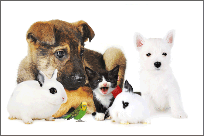 service-garde-animaux-pet-sitting-aidepourtout