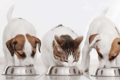 service-nourrir-animaux-pet-feeding-aidepourtout