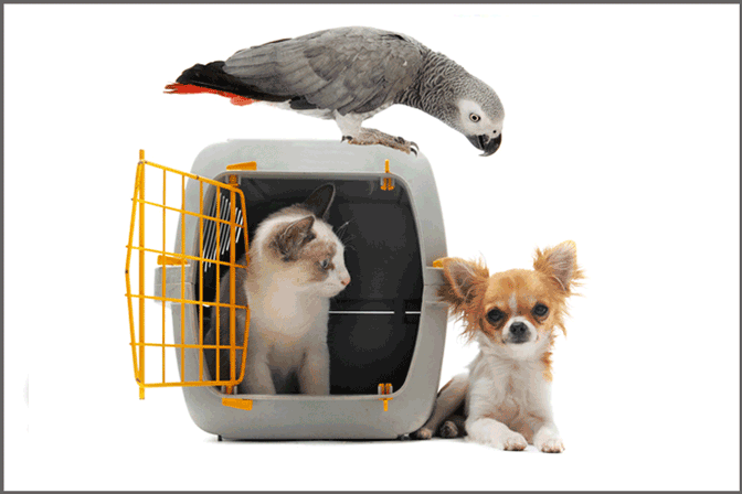 service-transport-promenade-animaux-pet-transport-aidepourtout
