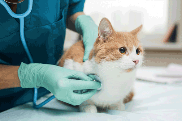 service-veterinaire-animaux-pet-veterinary-aidepourtout